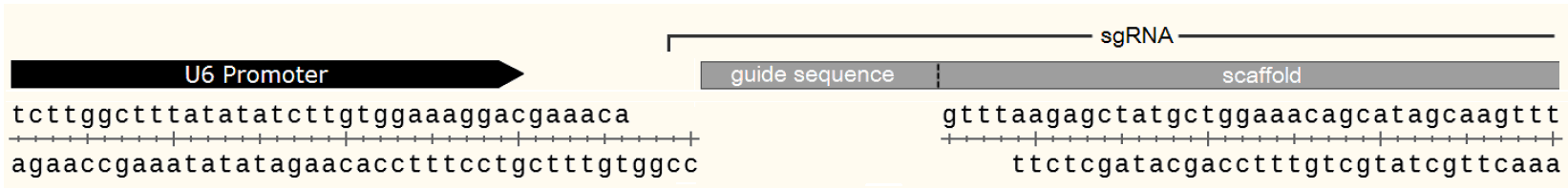 pGuide-it-ZsGreen1 多克隆位点 点击看大图 pGuide-it-ZsGreen1 多克隆位点